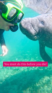 An unforgettable day at Crystal River! 🛶🐾 We had the absolute BEST time swimming alongside manatees with the incredible team at @explorida_adventures. Their boat tour was next-level, guiding us through the magical experience of observing these gentle giants up close (on their terms, of course—no touching allowed, but they might come right up to you! 🥰). The chilly weather didn’t stand a chance against the most delicious hot chocolate waiting for us after the swim—seriously, it was the perfect