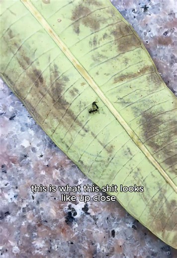 Tired of messy toys? 🙅‍♀️ This portable microscope is a GAME-CHANGER! 2'' IPS screen shows every tiny detail, no phone needed. Great for curious boys & girls. Mom, give them the gift of exploration!#microscope #momfinds #fyp #valentinesday #spotlightfinds