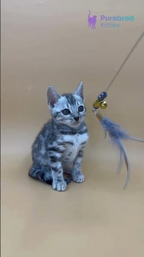 Adopt Urban: Black Silver Bengal Kitten 🐾 Exotic, Playful & Ready for You! #BengalCat