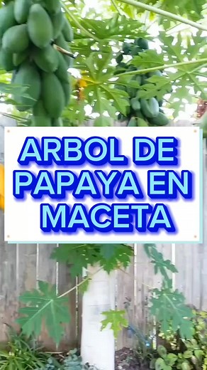 Cultivo de Árboles de Papaya en Maceta: Consejos y Técnicas