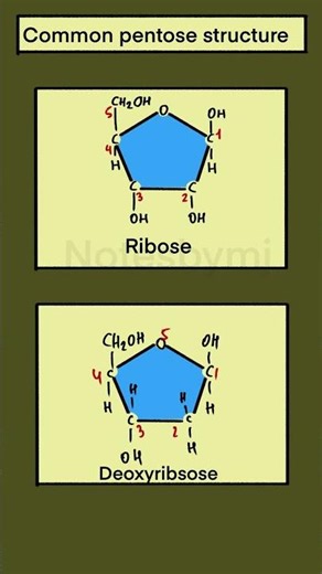 Pentose vs Deoxyribose: Biology Basics Explained! 🧬 #Shorts