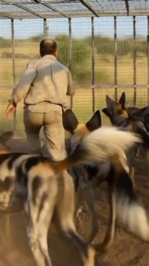 African Wild Dogs Attack! Pack Chase Inside Cage 😱🐕🔥 #viral #foryou #viralstory #viralupdate