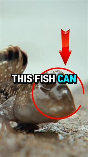 This Fish Literally Walks On Land😲🤯