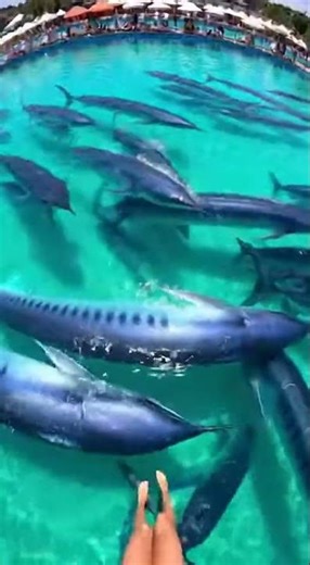 Waterslide into pool full of giant fish #funny #memes