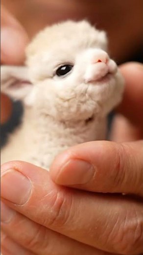 The Cutest Tiny Alpaca on a Hand
