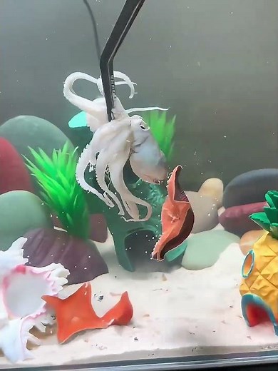 Real SpongeBob Aquarium Turns Into Patrick's Ultimate Hunting Ground!#PatrickStar #AquariumLife