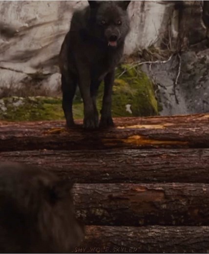 Twilight Saga Wolf Pack Dynamics Explained