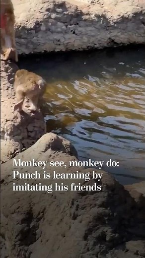 Monkey see, monkey do: Punch is learning by imitating his friends