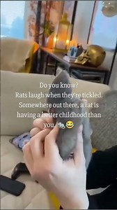 life of a rat