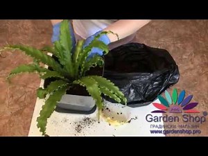 How to repotting Asplenium nidus - bird's nest fern