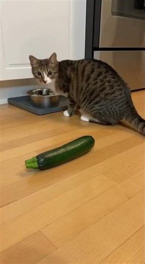 Kitchen Cam: Cat's Zucchini Jump Scare 🐱🥒💥