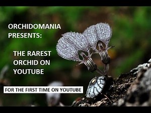 Orchidomania Presents: The Rarest Orchid on YouTube