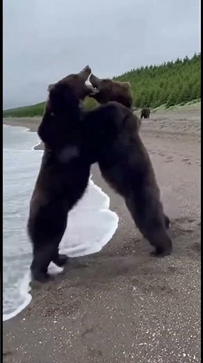 Brown Bears Clash in Brutal, Raw Wildlife Footage