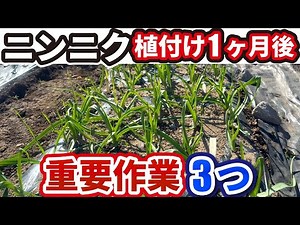 【ニンニクの育て方】植付けして1ヶ月後にする3つの重要作業【家庭菜園】