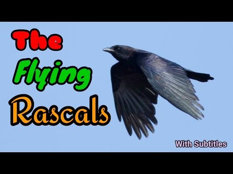 Unbelievable Crow Intelligence – Must See! | Incredible facts about animal | part - 08
