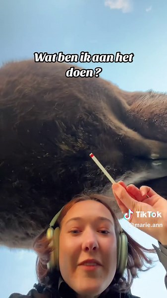 Wanneer gaat Fjordis bevallen?