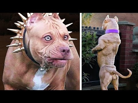 20 Most Dangerous Dogs in The World