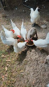 103 reactions | Tunie's dinner crew while we do storm prep and...