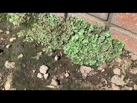 Eliminate liverwort in one day 20/8/8