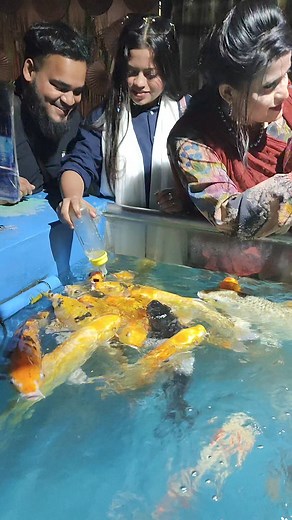 Amazing fish feeding #fish | Pabna TV