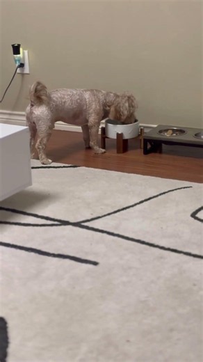 Why you should feed your dog once a day! #cute