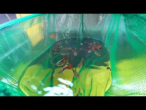 Поработал с Гуппи