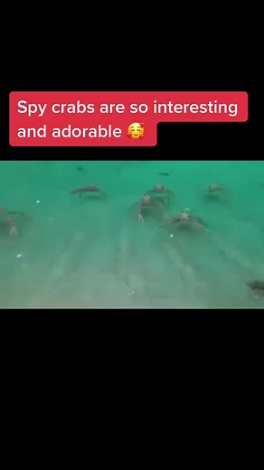 Discover the Adorable Spy Crab Phenomenon in TF2