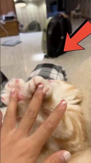 Top 3 Cats With the Cutest Paws You’ve Ever Seen 🐾