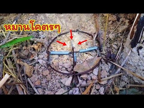Setting traps for field mice to make a living. The wait was nail-biting! Incredibly lucky! Lots o...