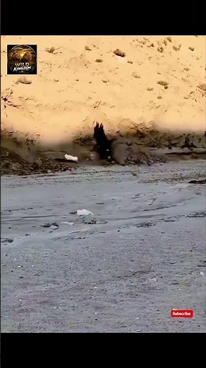 Black Bird vs White Rabbit 🐇 | Incredible Wildlife Chase in the Desert | Wild Kingdom