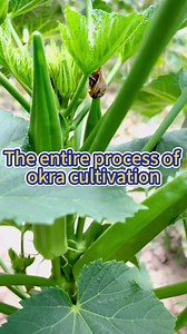 290K views · 6.1K reactions | Entire process of okra cultivation #garden #gardeningtips #gardening #planting #farming #okra | Agriculture 2.1 | Facebook