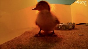First Madagascar pochard hatched through breeding project