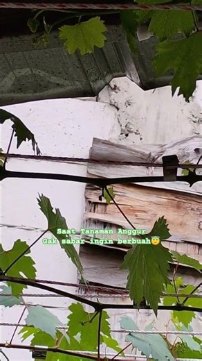 Anggur transfigurasi usia 3½ bulan#berkebun #hobi #tanamanunggul #anggurtrans #shortfeed