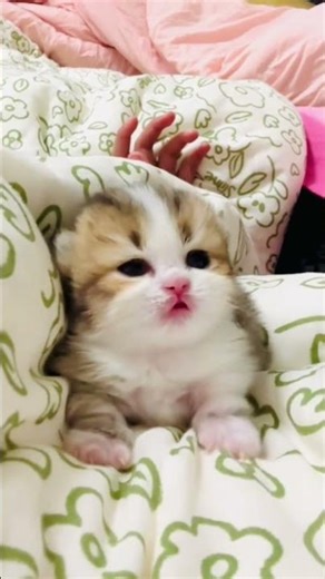 Cute baby kitten in bed 💕 #shortsfeed