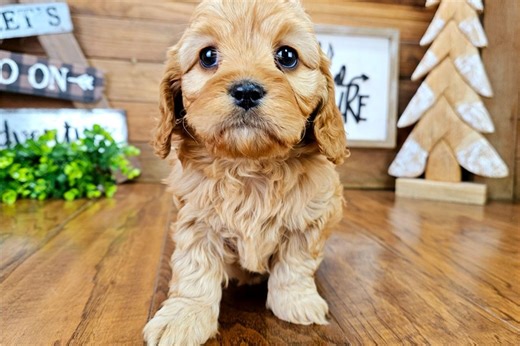 Odin - Cavapoo Puppy 86487A