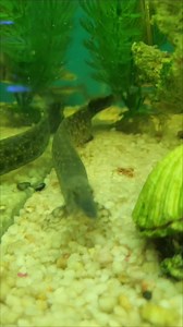 Starlight Eels at R2850ea. | Fantasea Aquarium and Pet