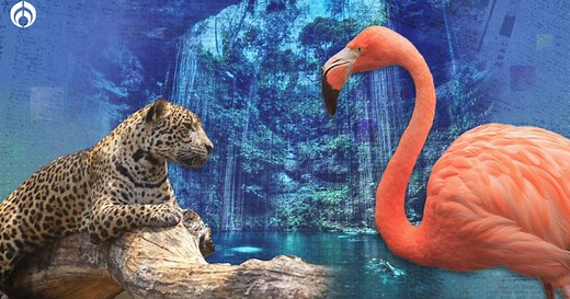 (FOTOS) Descubre la asombrosa biodiversidad de Yucatán entre selvas y cenotes