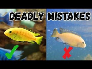Are You Killing Your Yellow Cichlid Without Realizing It