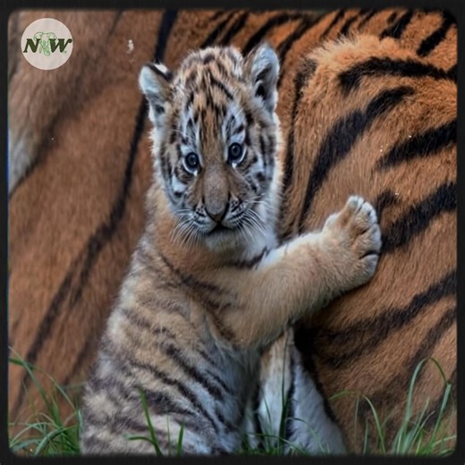 Joyous Births: Triplet Lion Cubs and Amur Tiger Cubs Captivate Zoo Visitors—[Full story in cᴑmments]👇 | Nature and Wildlife TV
