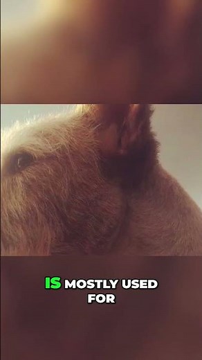 Meet the Portuguese Podengo - An Active Companion and Skilled Hunter