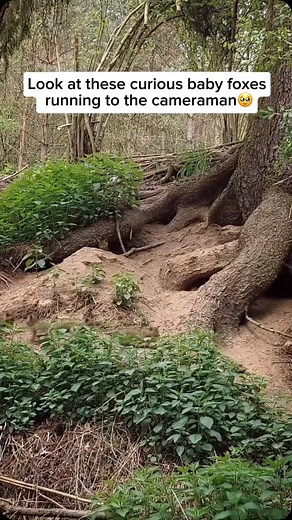 Baby foxes, called kits or cubs, are born in the spring and spend their first weeks nestled in a cozy den with their siblings. During this time, they rely entirely on their mother for warmth, food, and protection. As they grow, their playful and curious nature takes over, helping them develop essential hunting and survival skills through games and interactions with one another. Fun fact: Baby foxes are born with striking blue eyes! As they mature, their eye color gradually shifts to amber or bro