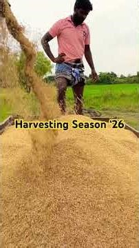 Harvesting Season 2026 #rice#food#farmer#farmers#millionaire