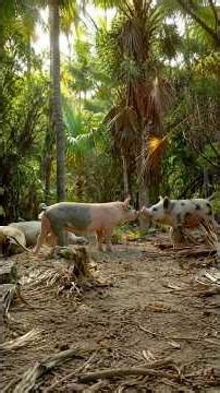 🐷 The Bizarre Island Ruled by Pigs! The Secret Behind the Swimming Pigs of the Bahamas | Swimming...