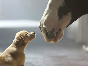 Ad Meter 2021: Our favorite Super Bowl ads starring mans best friends