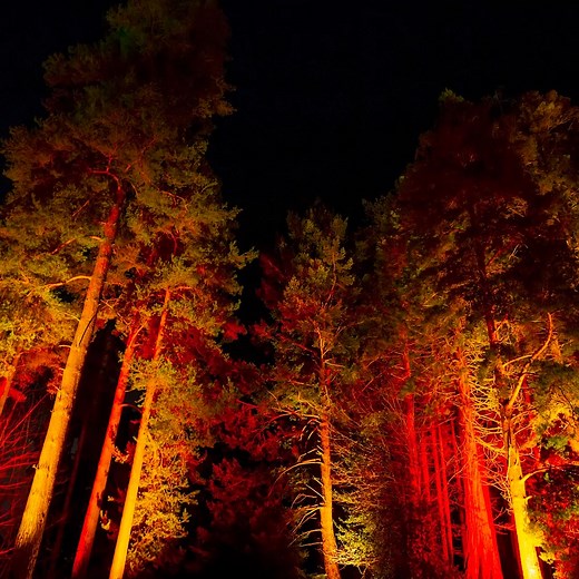2K views · 31 reactions | Want to have a magical experience in our festive forest with your family and friends this Christmas?  Join us when a brand new after-dark illuminated trail comes to Delamere Forest! Book your tickets to make sure you secure the date and time for your ideal visit. https://www.forestryengland.uk/christmas-at-delamere | Delamere Forest - Forestry England | Facebook