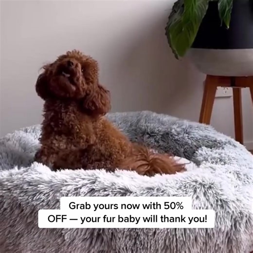 Say goodbye to restless nights and anxious pets! Softails™ Premium Calming Pet Bed provides a secure, cosy space your furry friend will love. 🐶 Reduces anxiety & stress 🐾 Ultra-soft & supportive 🐕 Easy to clean & maintain 🎉 30-Day Money-Back Guarantee – peace of mind for you | Softails