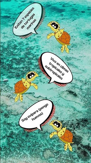 La Tortuga Marina para Niños 🐢🌊🐢🌊🐢