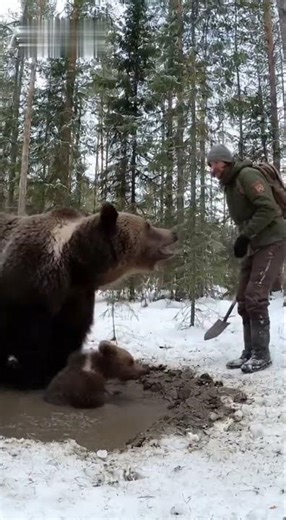 Forest Cam – Mother Bear Blocks Man to Rescue Her Cub from Mud Pit