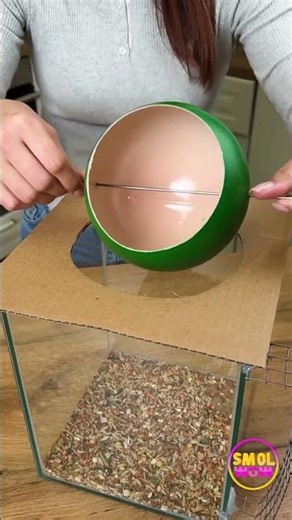 Clever Hacks to Evict Uninvited Visitors! 🐜✨