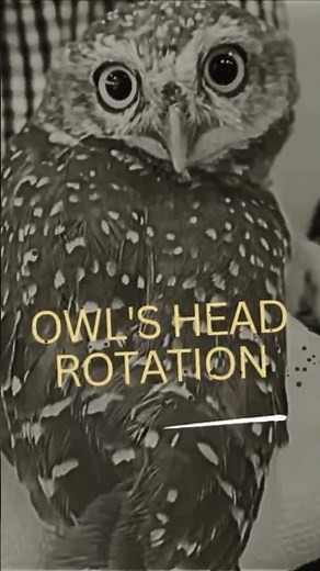 How Owls Rotate Their Heads 270 Degrees #Owls #AnimalAdaptations #HeadRotation #WildlifeFacts